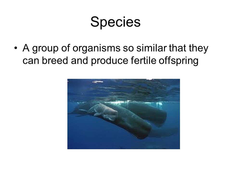 Species A group of organisms so similar that they can breed and produce fertile offspring