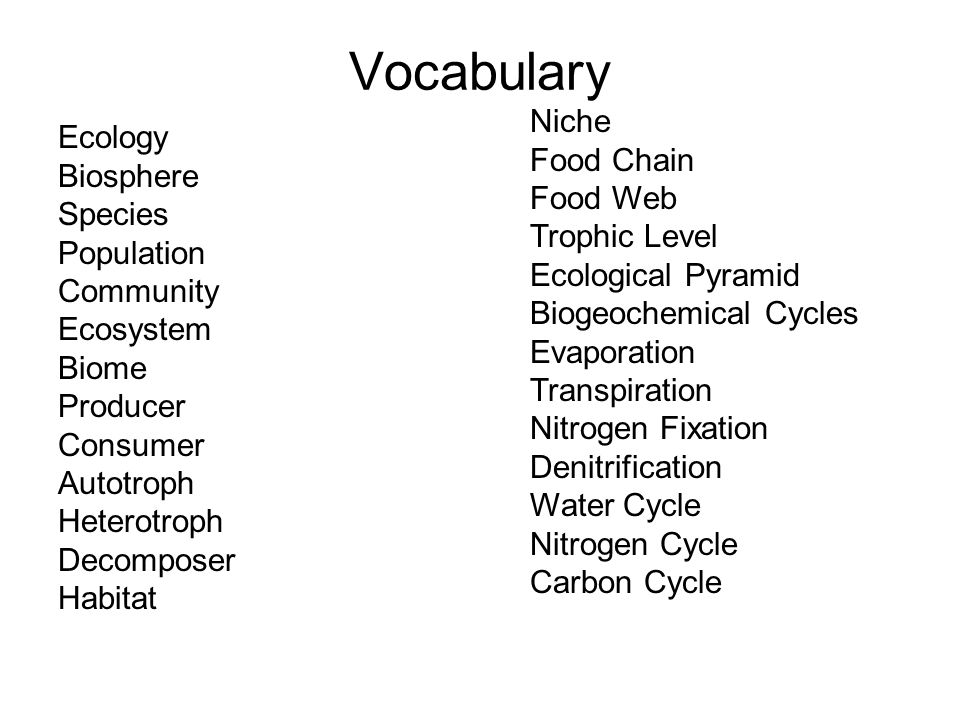Vocabulary Niche Food Chain Ecology Biosphere Food Web Species