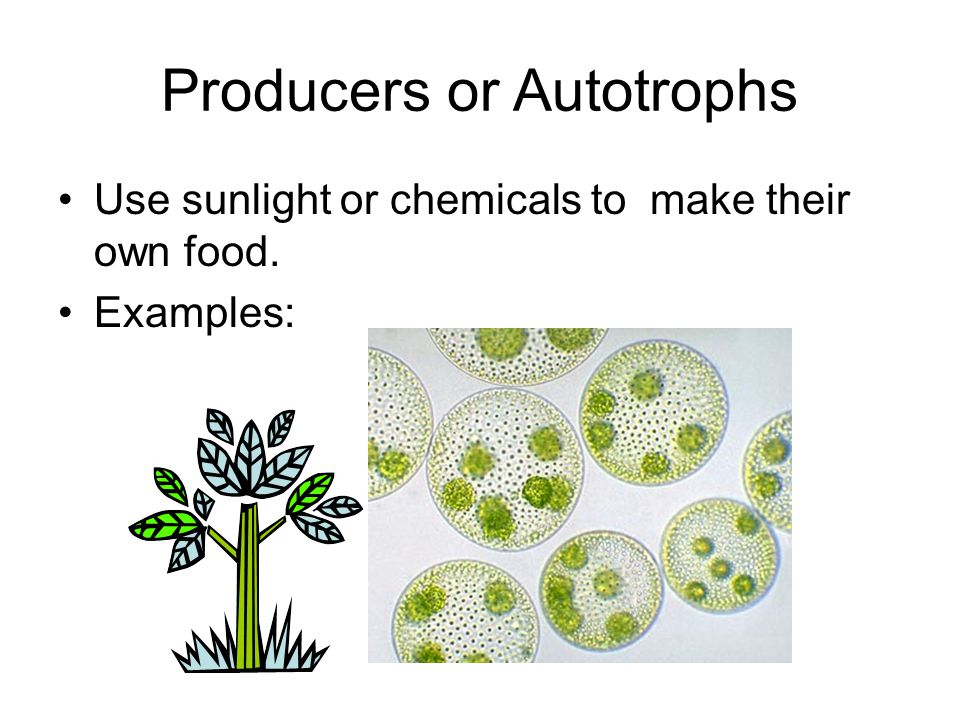 Producers or Autotrophs