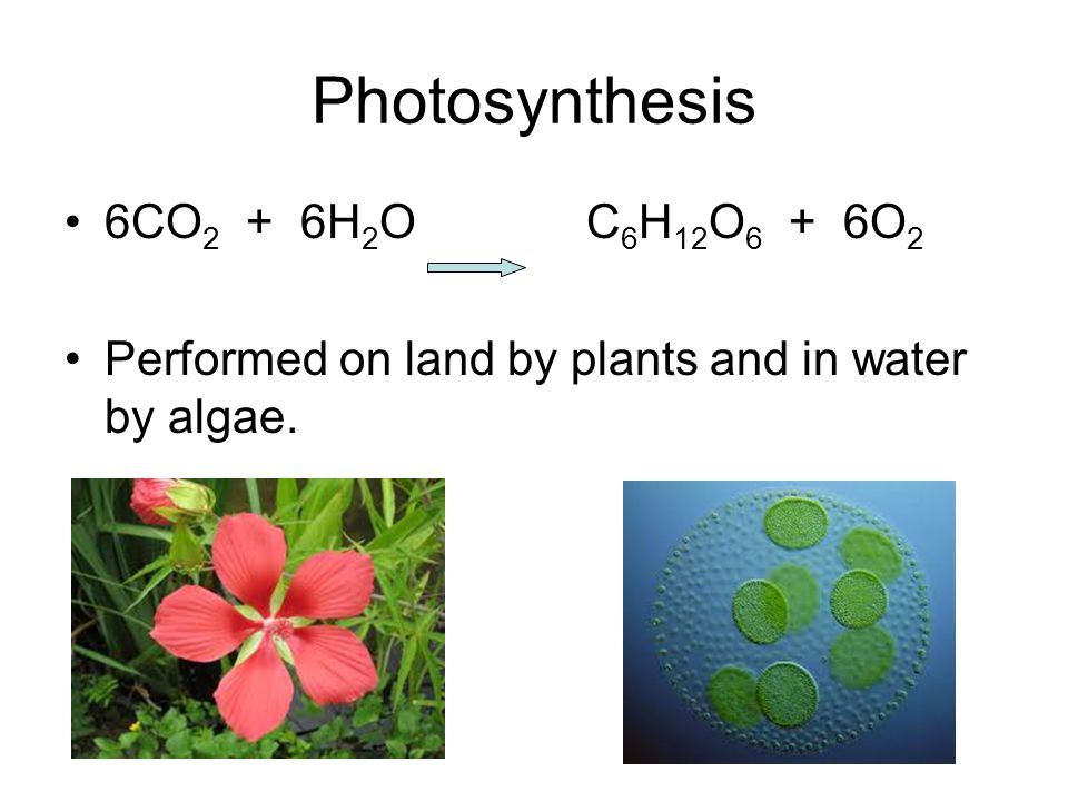 Photosynthesis 6CO2 + 6H2O C6H12O6 + 6O2