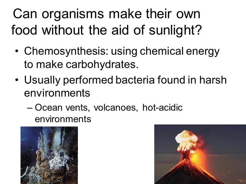 Can organisms make their own food without the aid of sunlight
