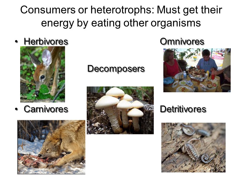 Consumers or heterotrophs: Must get their energy by eating other organisms