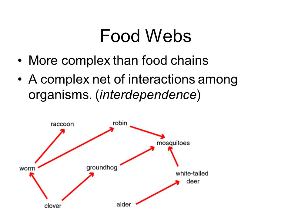 Food Webs More complex than food chains
