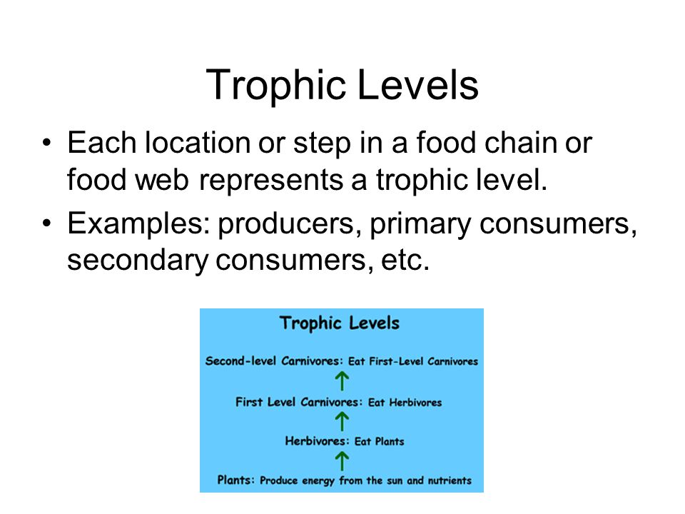 Trophic Levels Each location or step in a food chain or food web represents a trophic level.