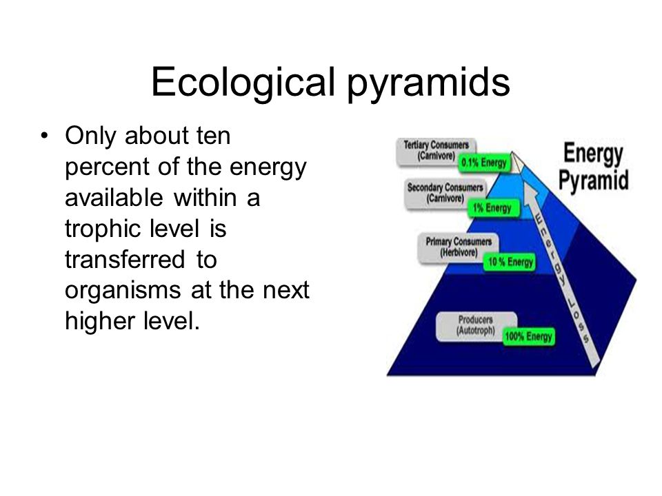Ecological pyramids Only about ten percent of the energy available within a trophic level is transferred to organisms at the next higher level.