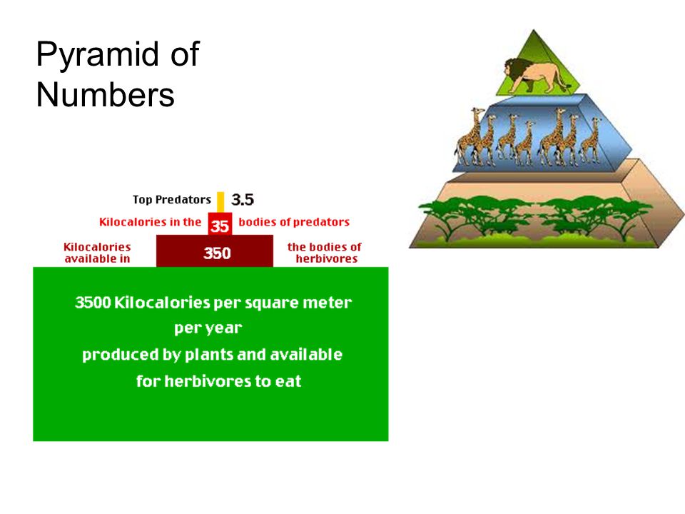 Pyramid of Numbers
