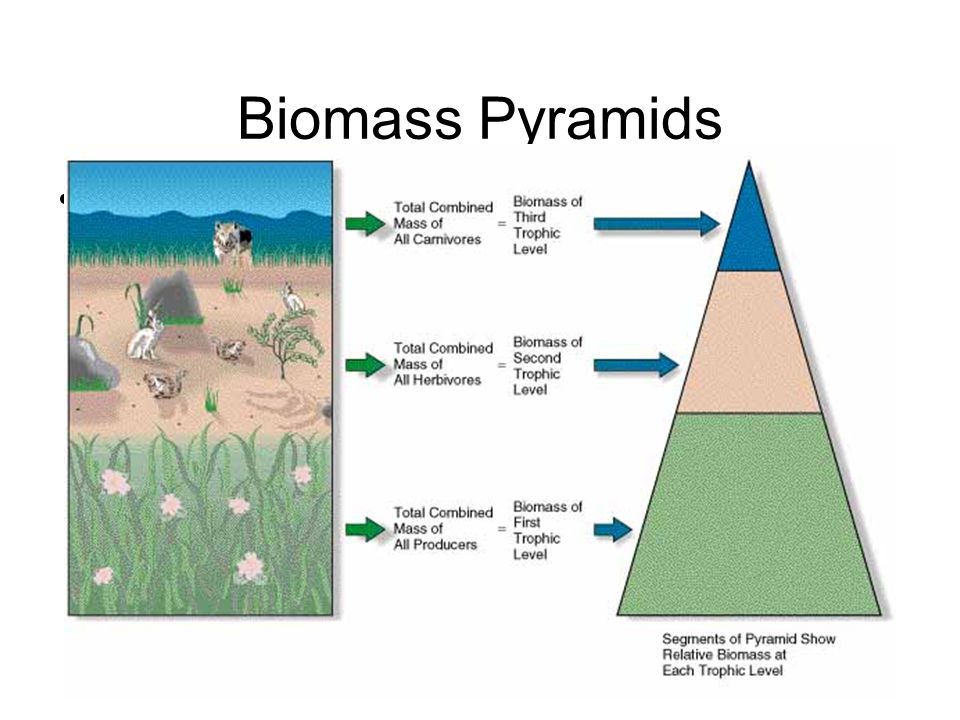 Biomass Pyramids Biomass and numbers