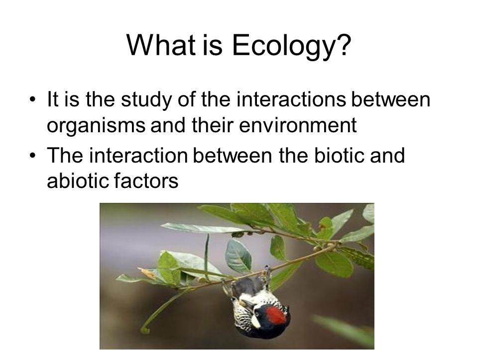 What is Ecology. It is the study of the interactions between organisms and their environment.