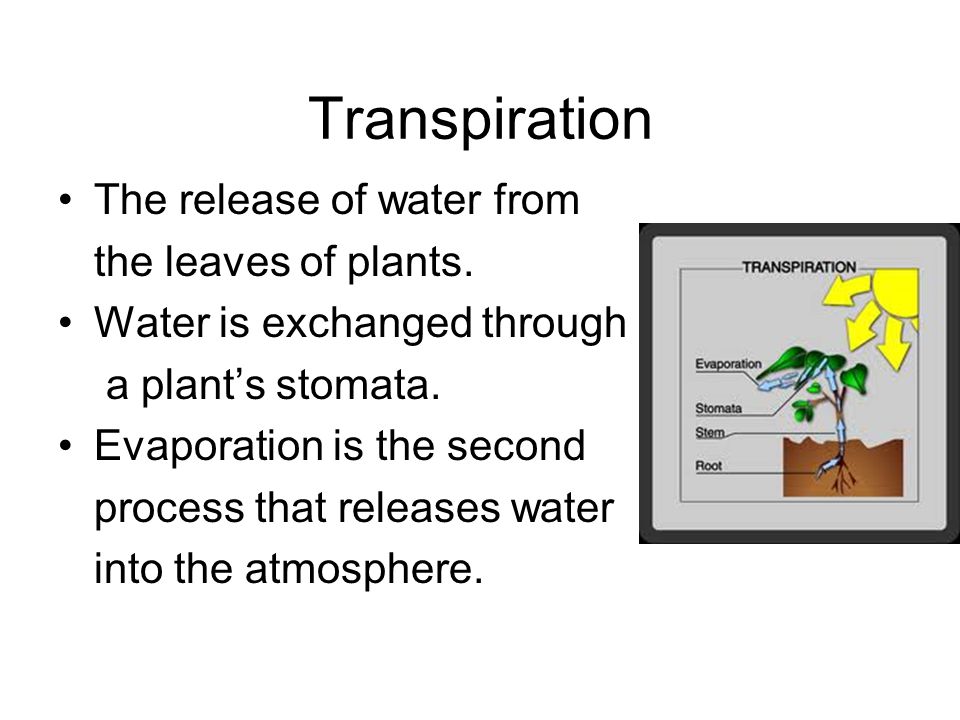Transpiration The release of water from the leaves of plants.