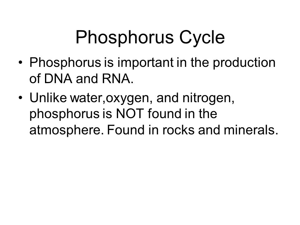Phosphorus Cycle Phosphorus is important in the production of DNA and RNA.