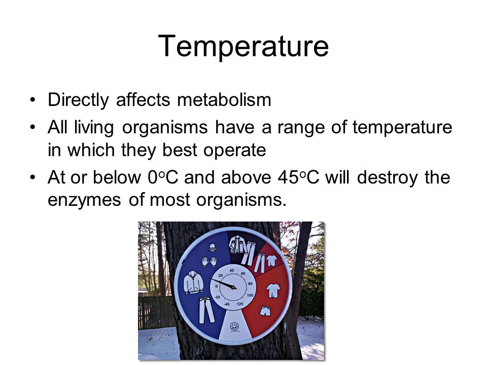 Temperature Directly affects metabolism