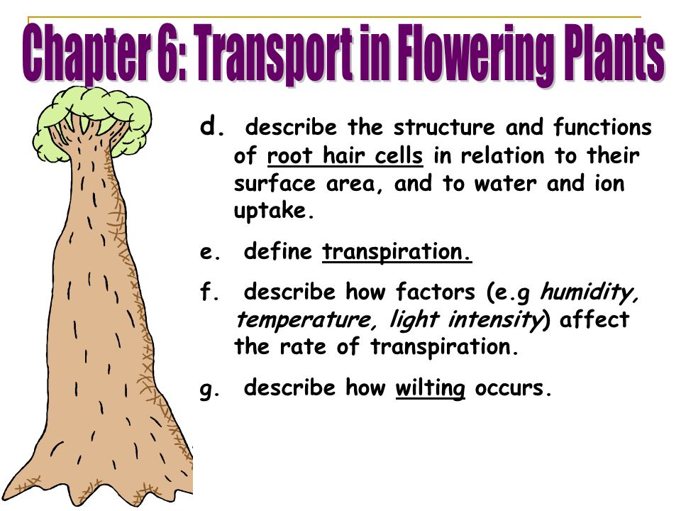 Chapter 6: Transport in Flowering Plants