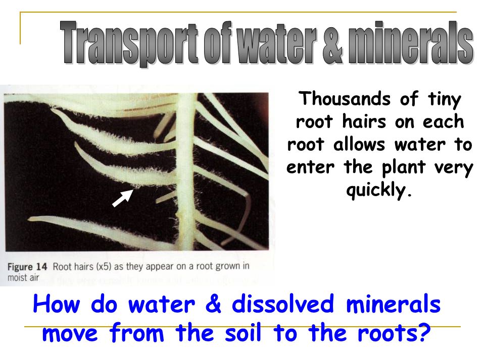 How do water & dissolved minerals move from the soil to the roots