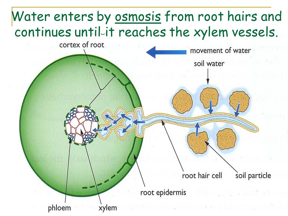 Water enters by osmosis from root hairs and continues until it reaches the xylem vessels.