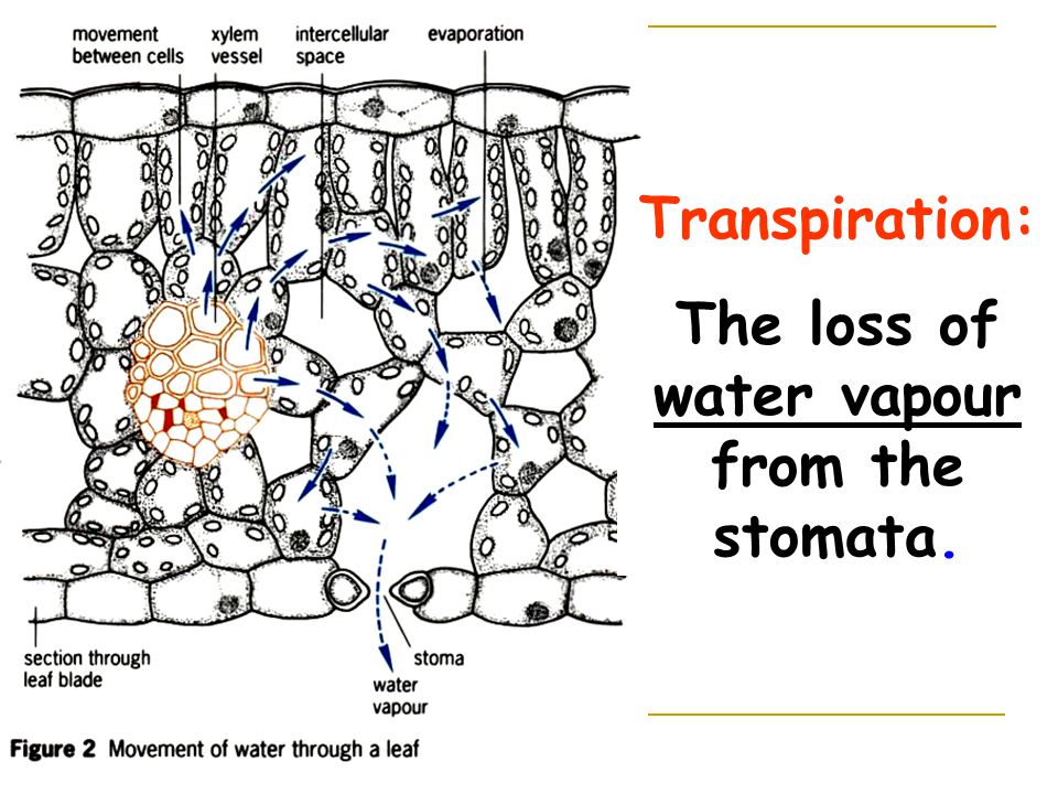The loss of water vapour from the stomata.