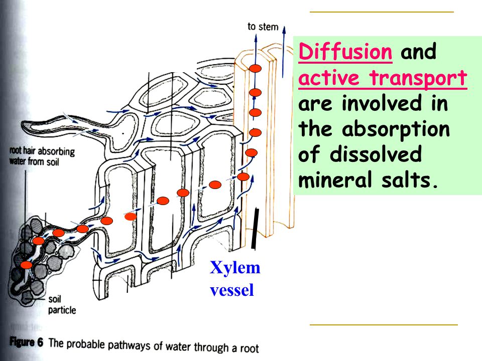 Diffusion and active transport are involved in the absorption of dissolved mineral salts.