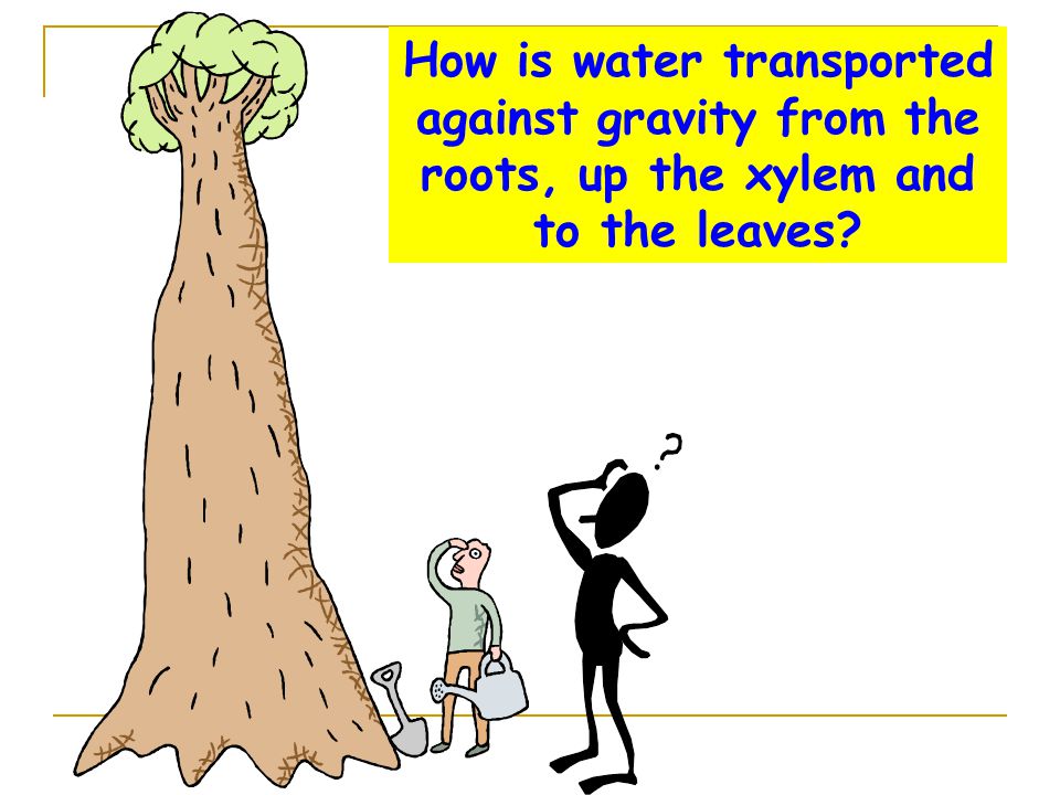 How is water transported against gravity from the roots, up the xylem and to the leaves