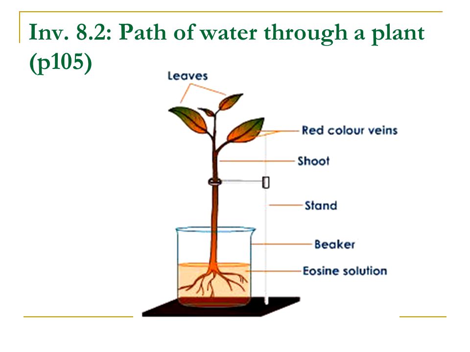 Inv. 8.2: Path of water through a plant (p105)