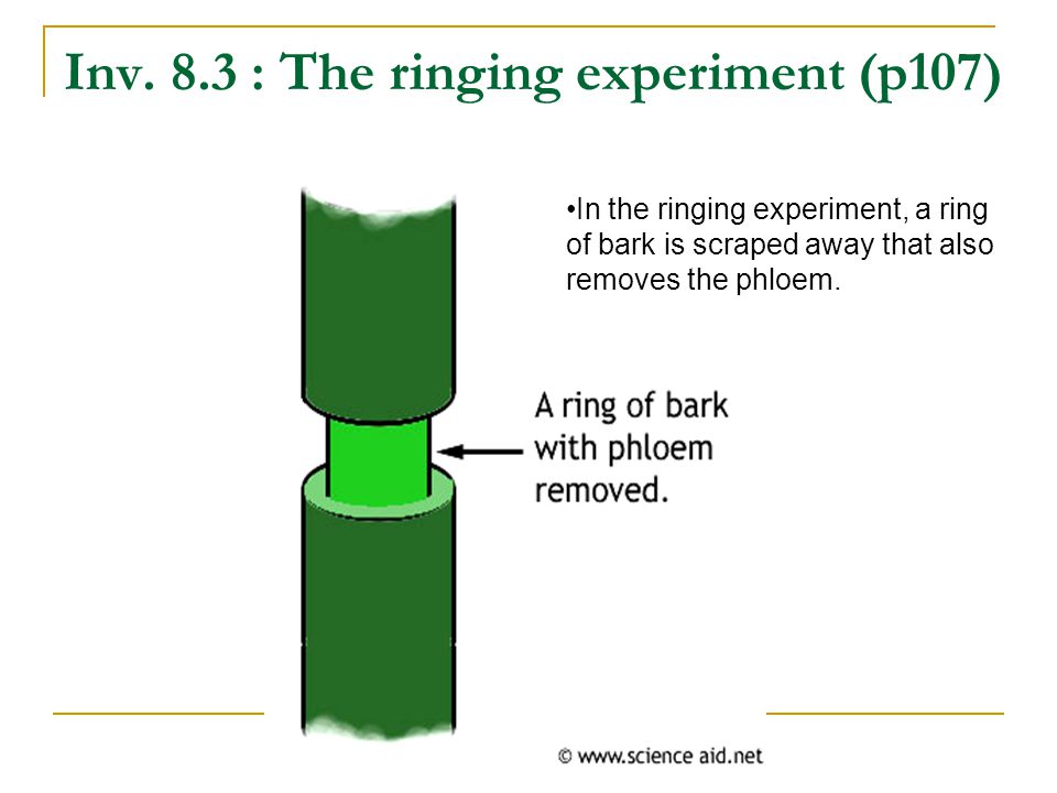 Inv. 8.3 : The ringing experiment (p107)