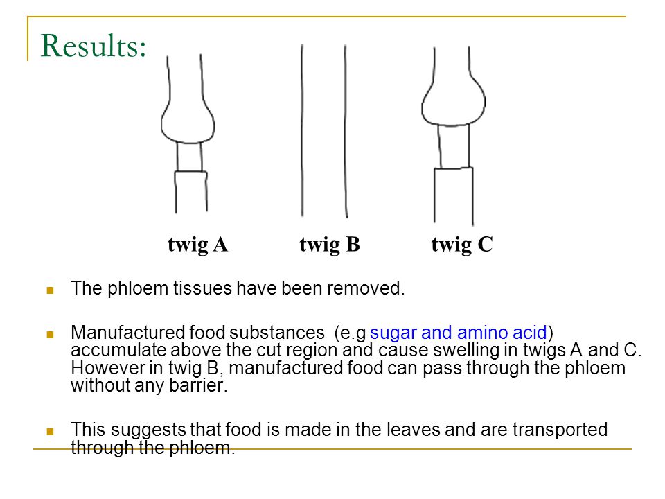 Results: twig A twig B twig C The phloem tissues have been removed.