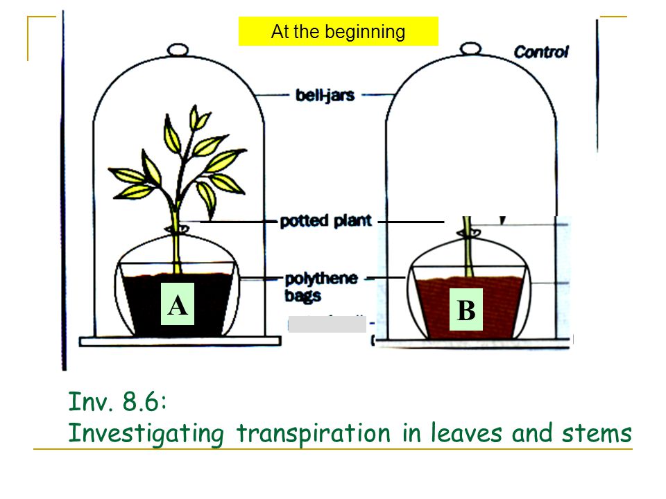 A B Inv. 8.6: Investigating transpiration in leaves and stems