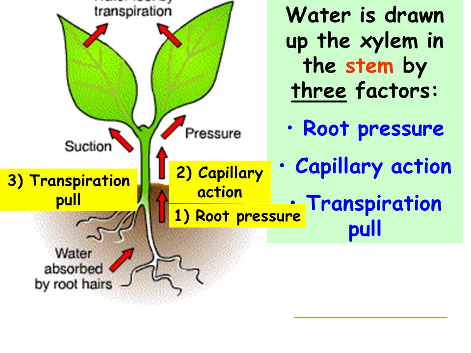 Water is drawn up the xylem in the stem by three factors: