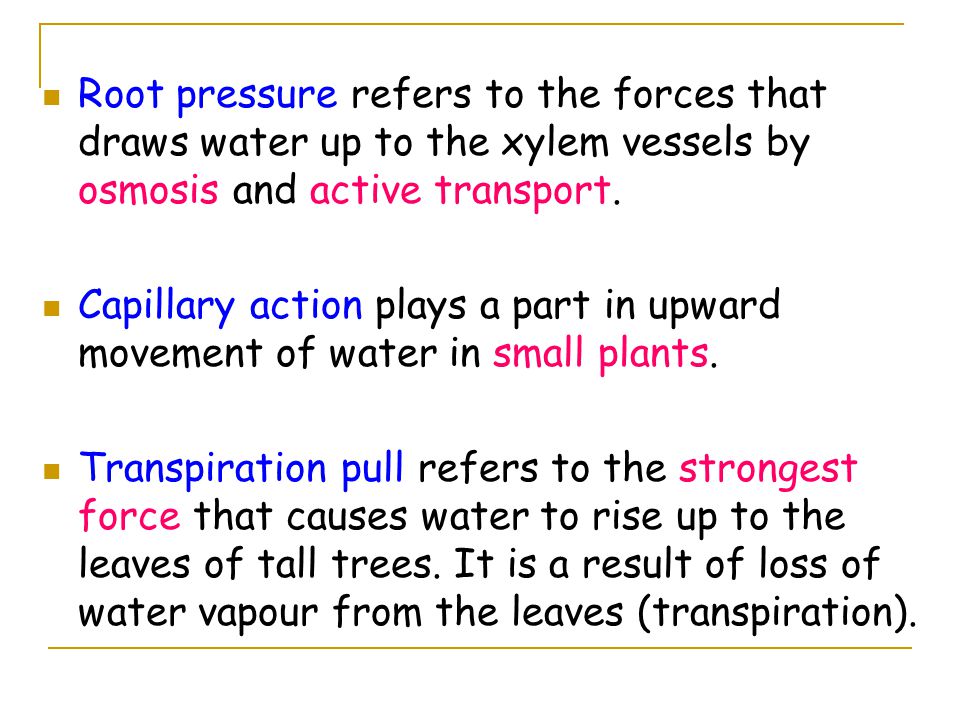 Root pressure refers to the forces that draws water up to the xylem vessels by osmosis and active transport.