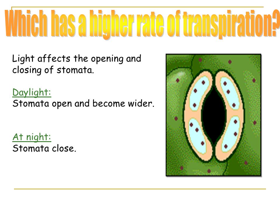 Which has a higher rate of transpiration