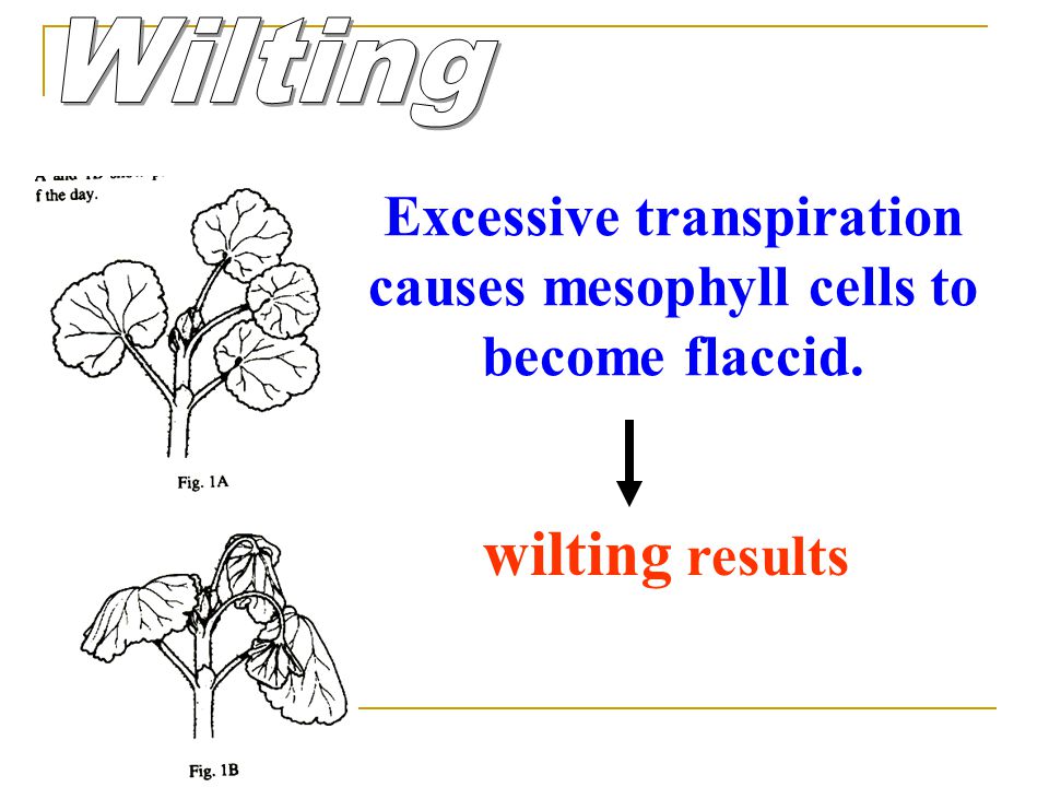 Excessive transpiration causes mesophyll cells to become flaccid.