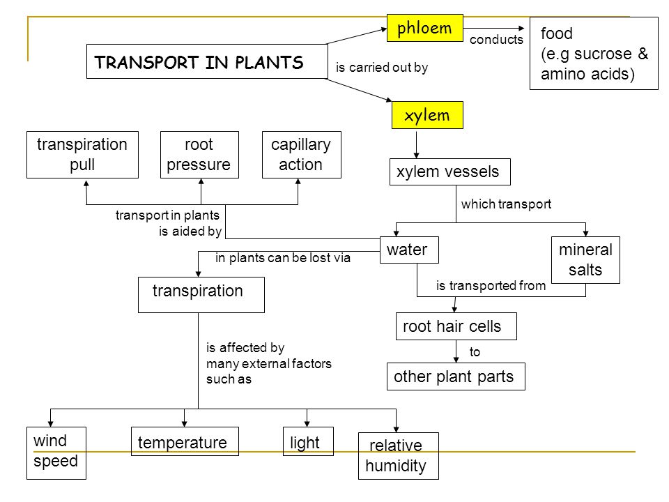 phloem food (e.g sucrose & amino acids) TRANSPORT IN PLANTS xylem