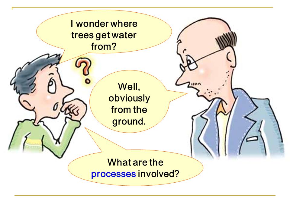 I wonder where trees get water from