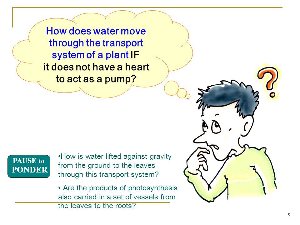 How does water move through the transport system of a plant IF