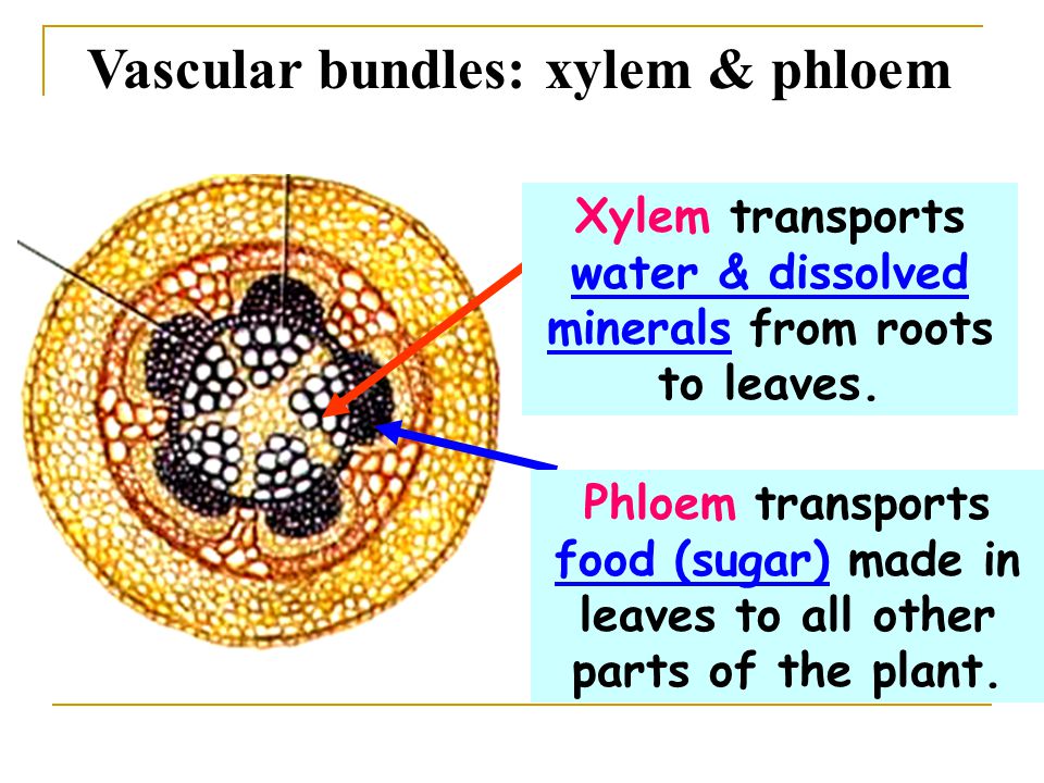 Vascular bundles: xylem & phloem