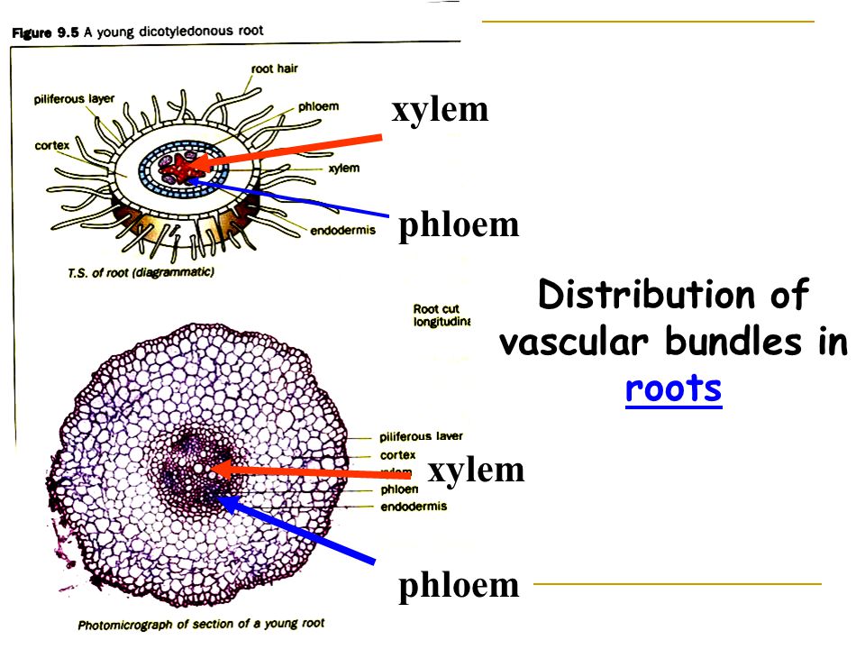 Distribution of vascular bundles in roots