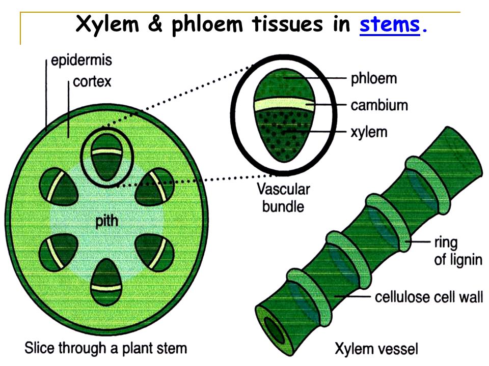 Xylem & phloem tissues in stems.