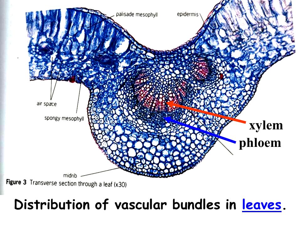 Distribution of vascular bundles in leaves.