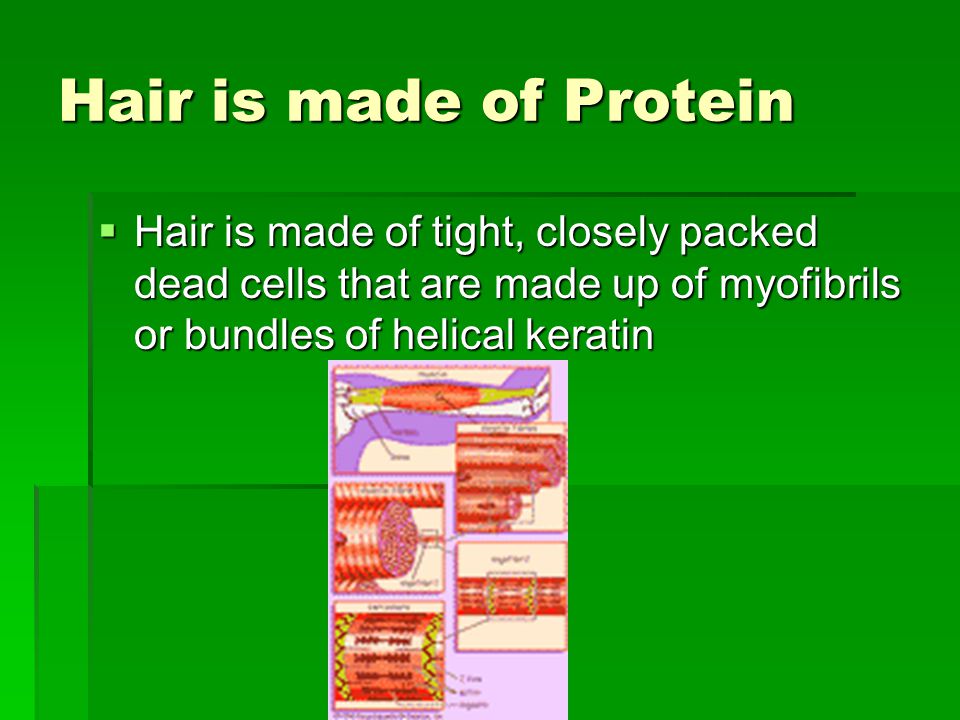 Anatomy of Hair. - ppt video online download