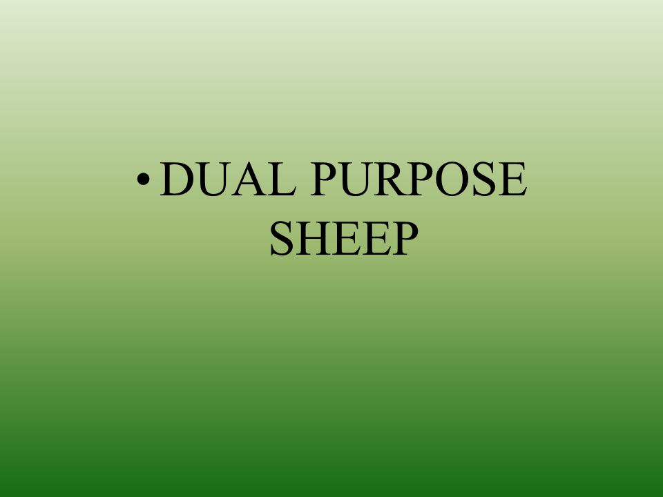 DUAL PURPOSE SHEEP