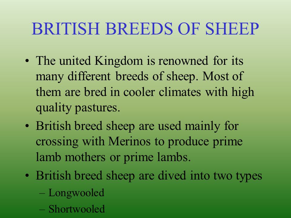 BRITISH BREEDS OF SHEEP