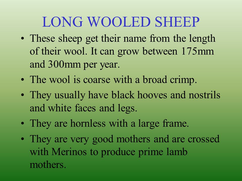 LONG WOOLED SHEEP These sheep get their name from the length of their wool. It can grow between 175mm and 300mm per year.