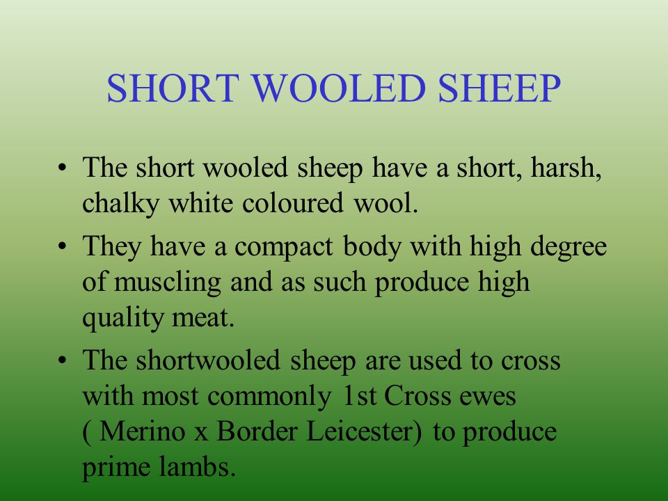 SHORT WOOLED SHEEP The short wooled sheep have a short, harsh, chalky white coloured wool.