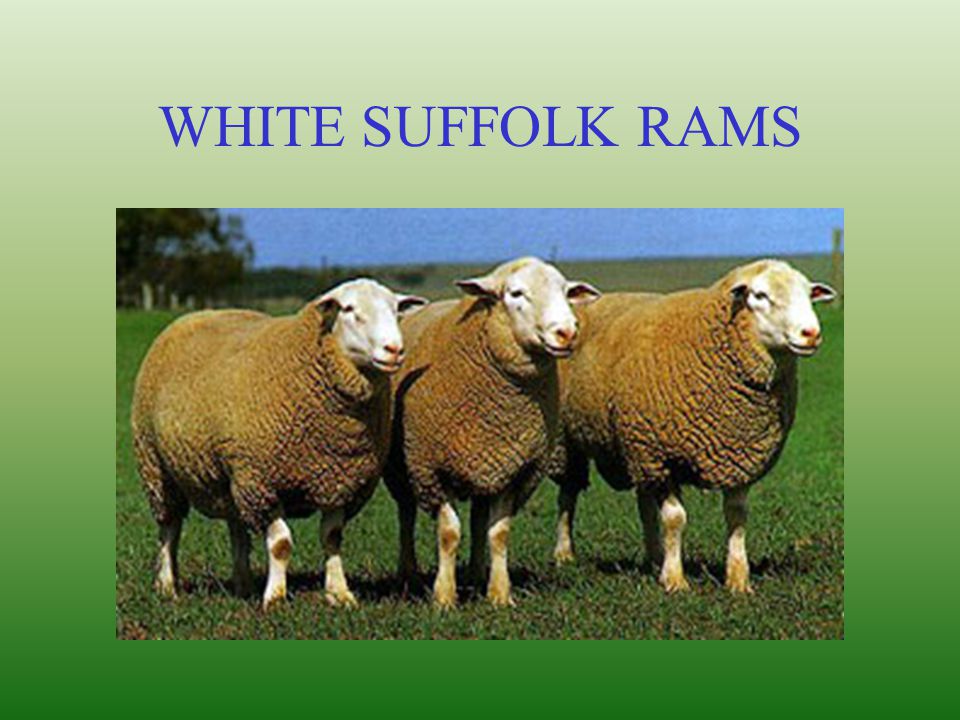 WHITE SUFFOLK RAMS