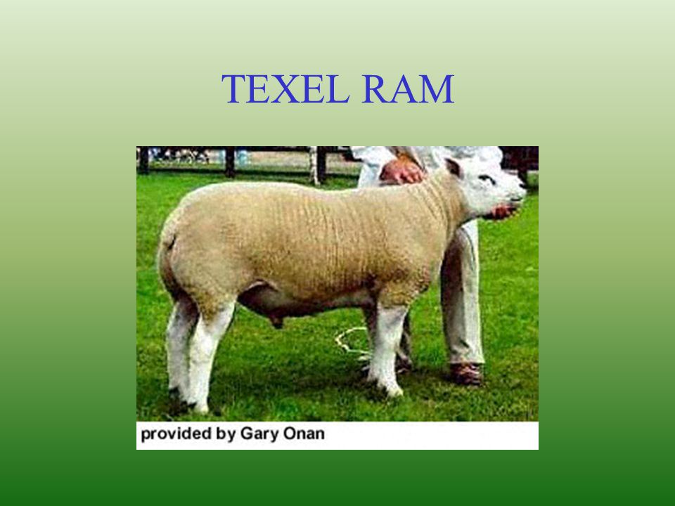 TEXEL RAM