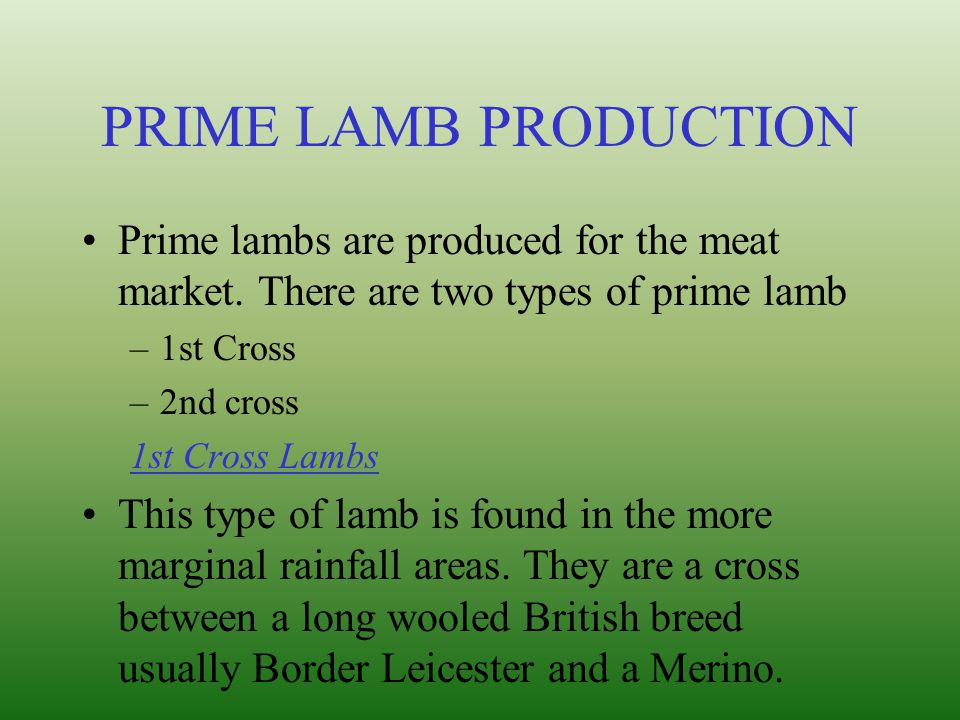 PRIME LAMB PRODUCTION Prime lambs are produced for the meat market. There are two types of prime lamb.
