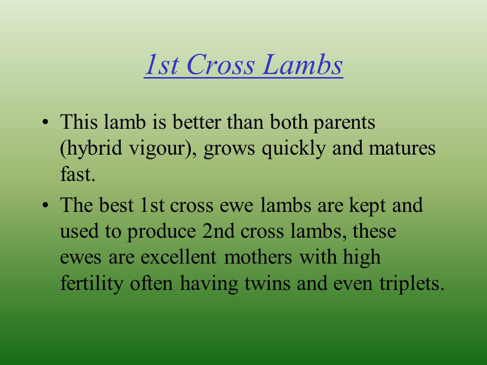 1st Cross Lambs This lamb is better than both parents (hybrid vigour), grows quickly and matures fast.
