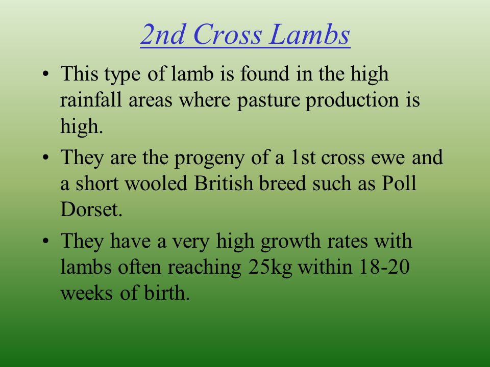 2nd Cross Lambs This type of lamb is found in the high rainfall areas where pasture production is high.