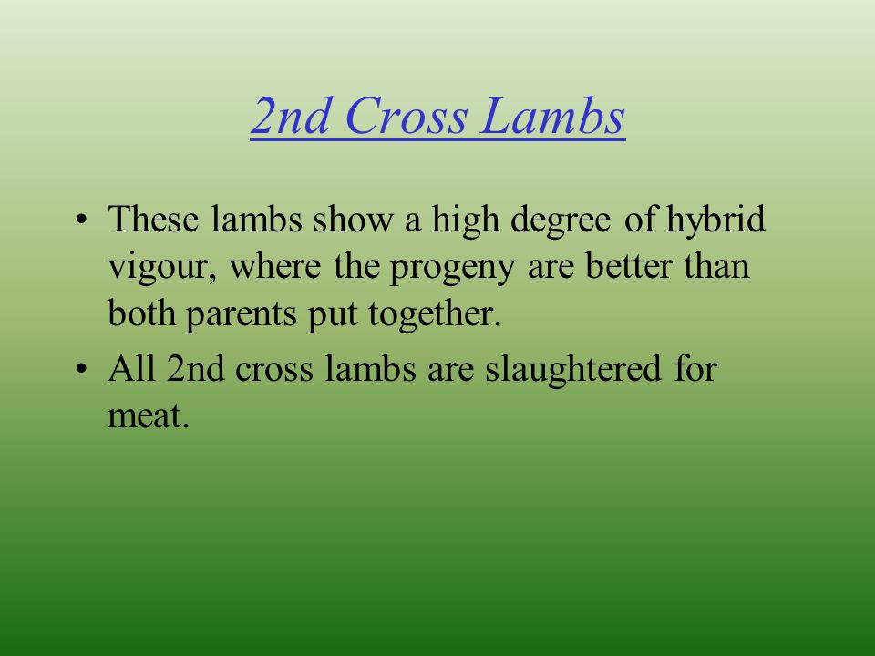 2nd Cross Lambs These lambs show a high degree of hybrid vigour, where the progeny are better than both parents put together.