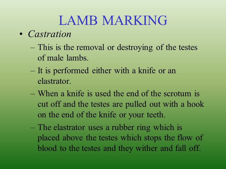 LAMB MARKING Castration