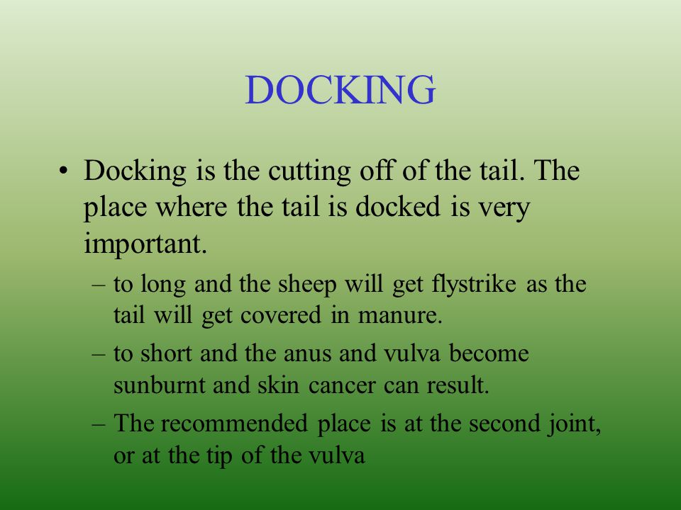 DOCKING Docking is the cutting off of the tail. The place where the tail is docked is very important.