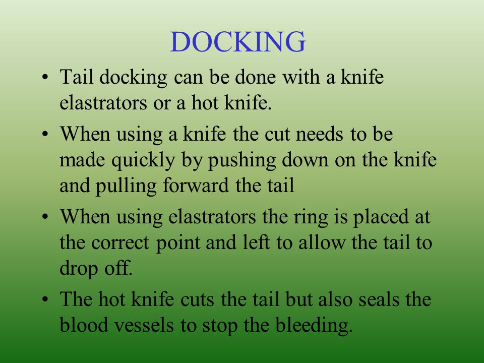 DOCKING Tail docking can be done with a knife elastrators or a hot knife.